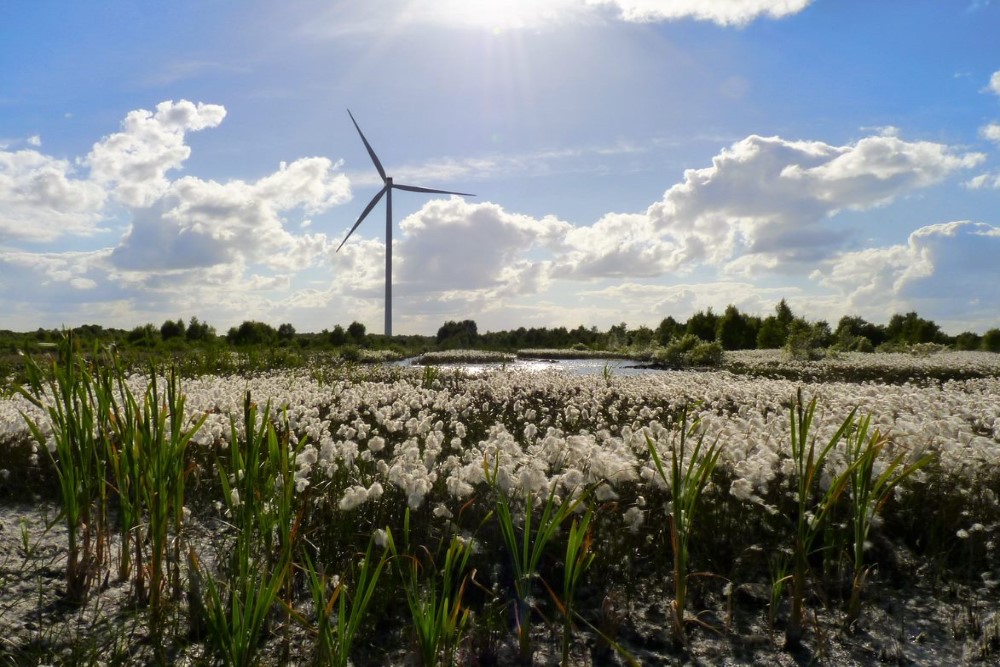 000014_Bog Cotton & Turbine_667